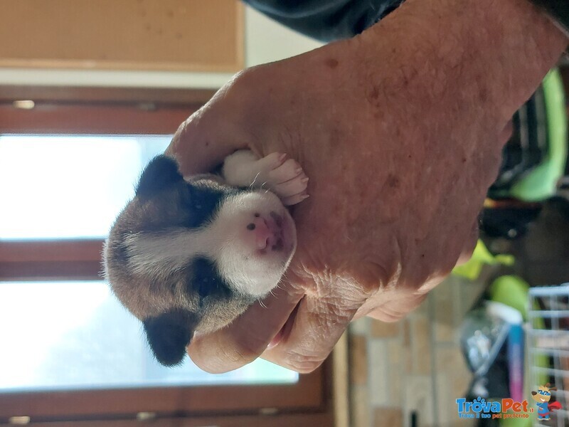 Basenji Cuccioli Disponibili - Foto n. 4