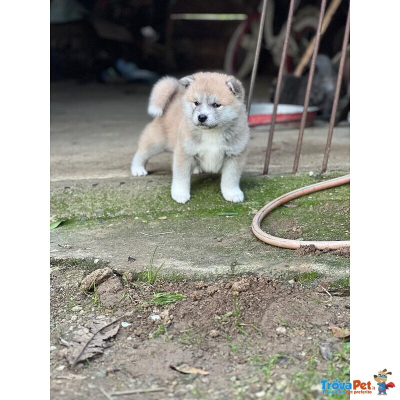 Adorabili Cuccioli di Akita inu Cercano Casa. - Foto n. 1