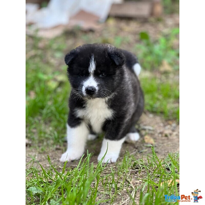 Adorabili Cuccioli di Akita inu Cercano Casa. - Foto n. 2