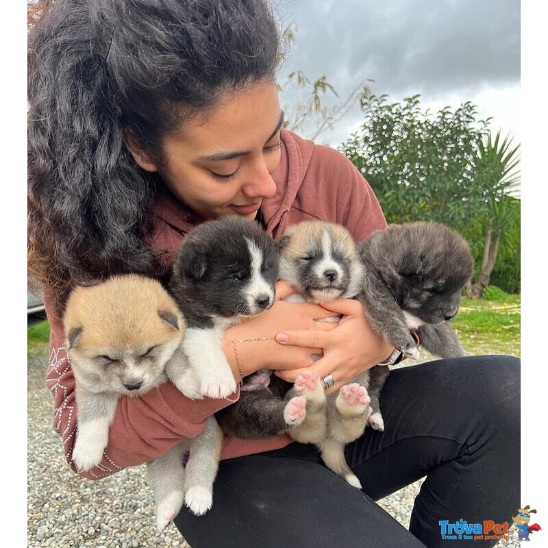 Adorabili Cuccioli di Akita inu Cercano Casa. - Foto n. 3