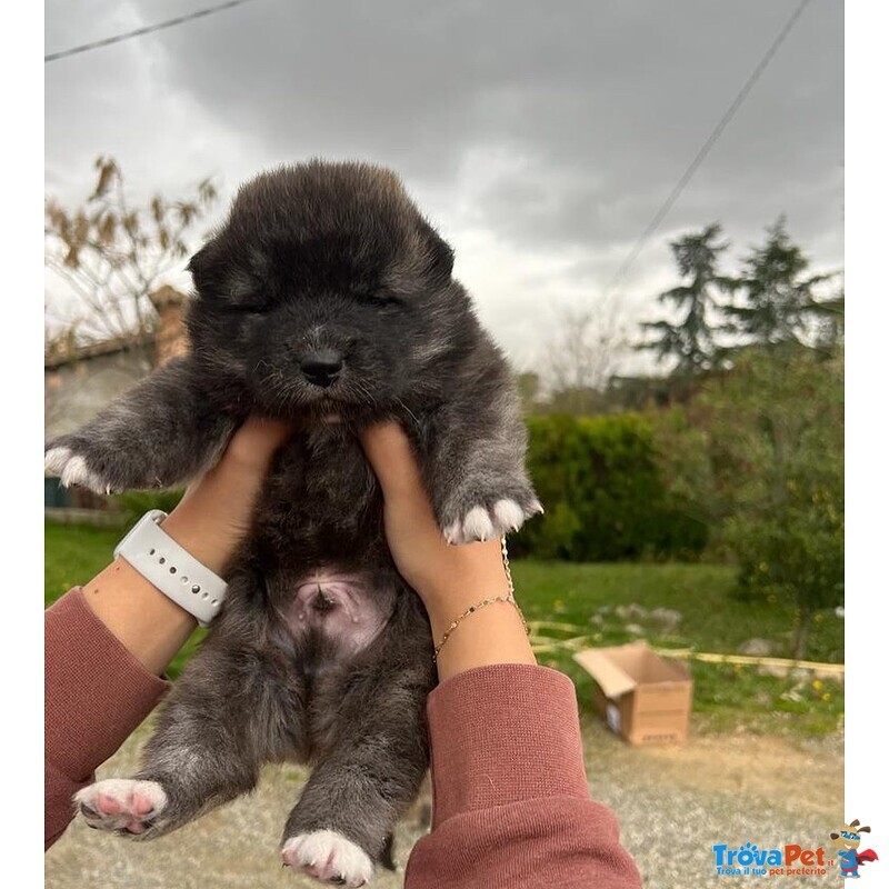 Adorabili Cuccioli di Akita inu Cercano Casa. - Foto n. 4