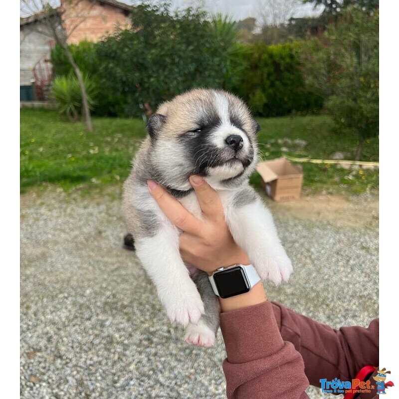 Adorabili Cuccioli di Akita inu Cercano Casa. - Foto n. 5