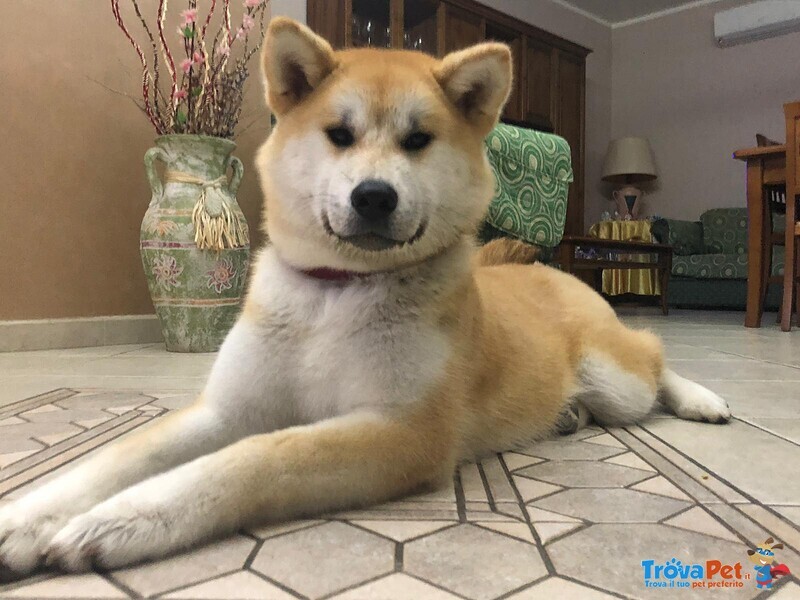 Adorabili Cuccioli di Akita inu Cercano Casa. - Foto n. 6