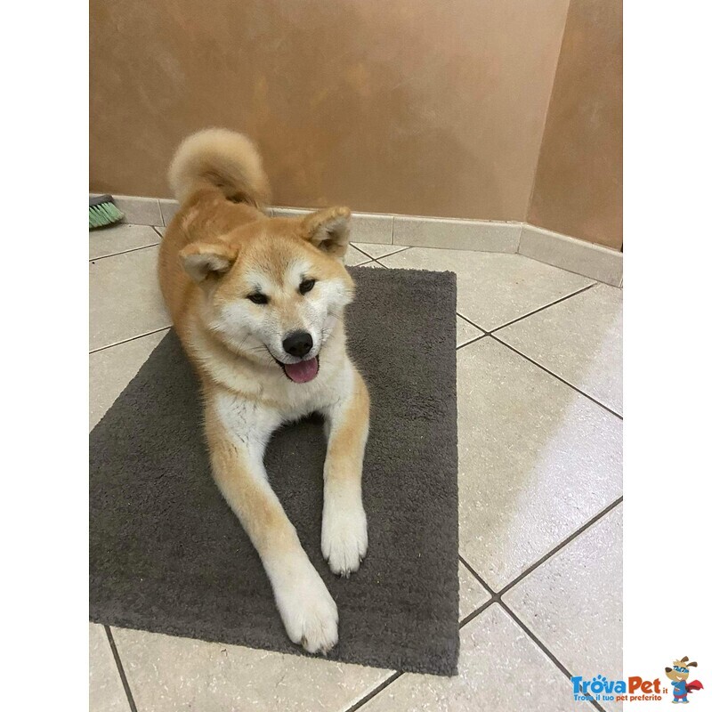 Adorabili Cuccioli di Akita inu Cercano Casa. - Foto n. 8