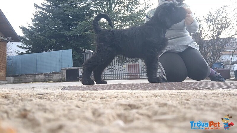 Cuccioli di Terrier nero Russo - Foto n. 2
