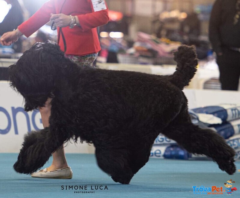 Cuccioli di Terrier nero Russo - Foto n. 3
