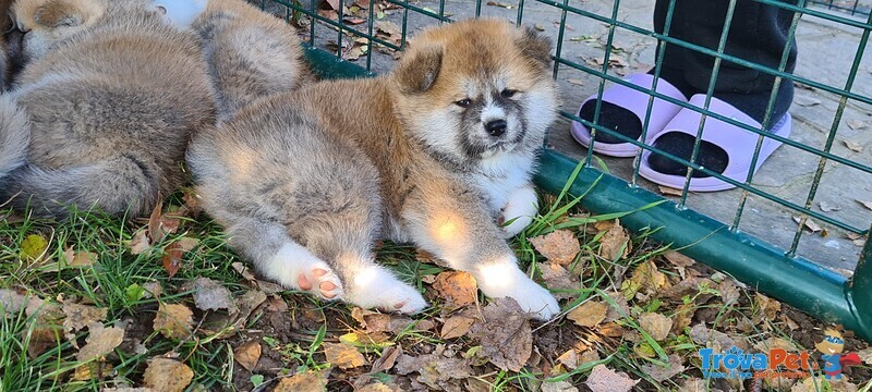 Ultimo Cucciolo Disponibile Akita - Foto n. 2