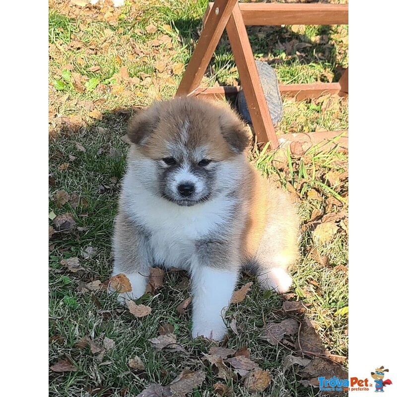 Ultimo Cucciolo Disponibile Akita - Foto n. 8