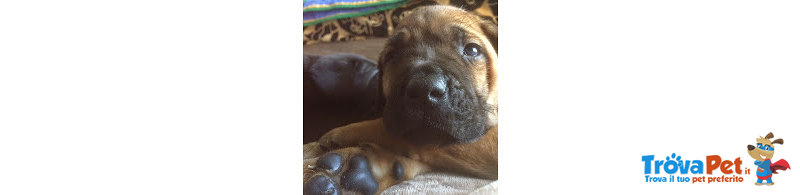 Cucciolo di cane Corso - Foto n. 1