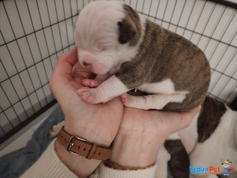 Cuccioli Bulldog Americano - Foto n. 6