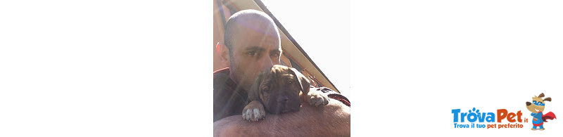 Cucciolo di cane Corso - Foto n. 3