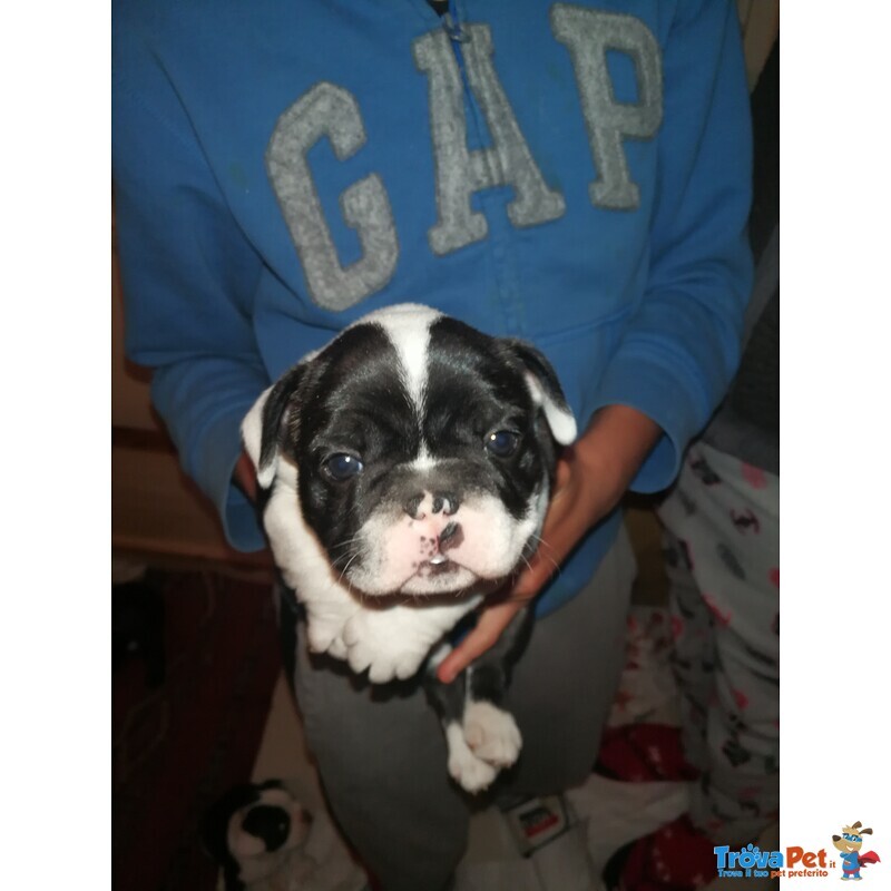 Cuccioli Bulldog Francese - Foto n. 1