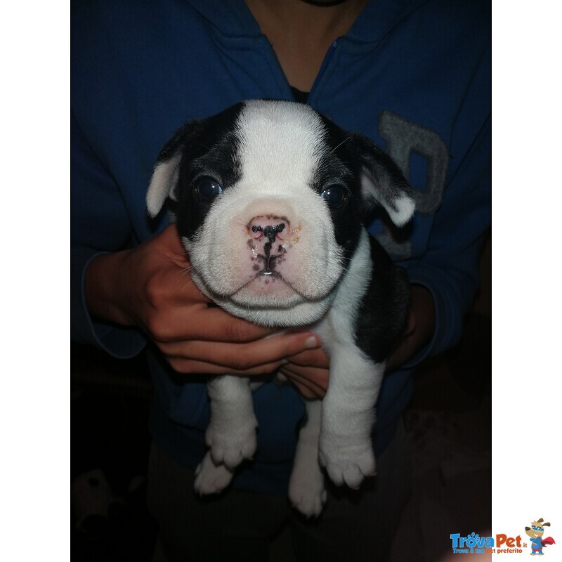 Cuccioli Bulldog Francese - Foto n. 2