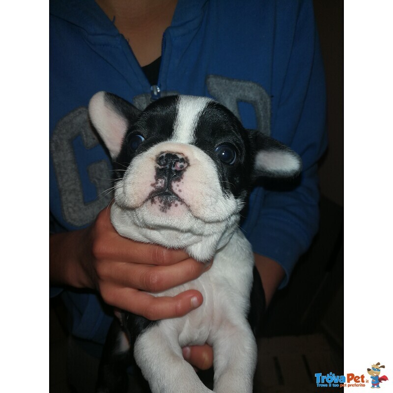 Cuccioli Bulldog Francese - Foto n. 3