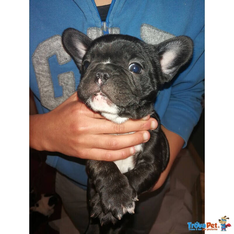 Cuccioli Bulldog Francese - Foto n. 4