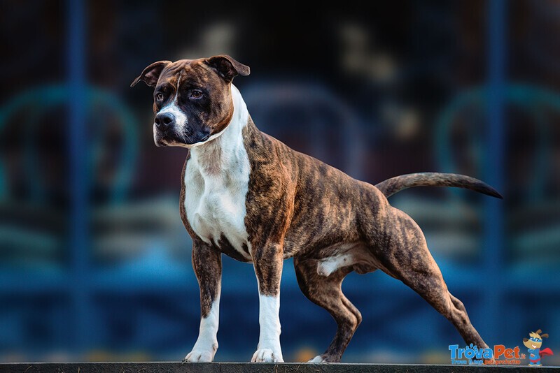 Amstaff Maschio per Accoppiamento - Foto n. 1