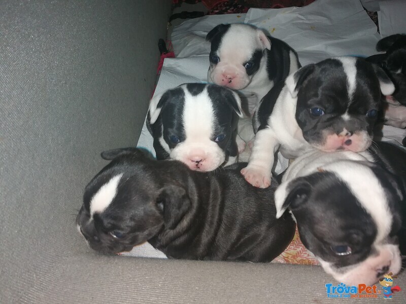 Cuccioli Bulldog Francese - Foto n. 1