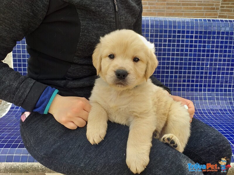 Cuccioli Golden Retriever - Foto n. 2