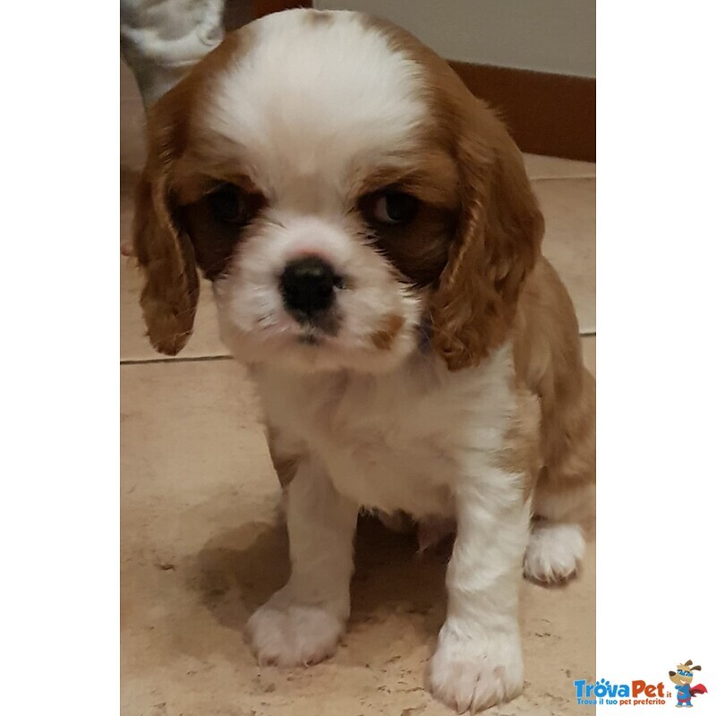 Disponibile Cucciolo di Cavalier King - Foto n. 1