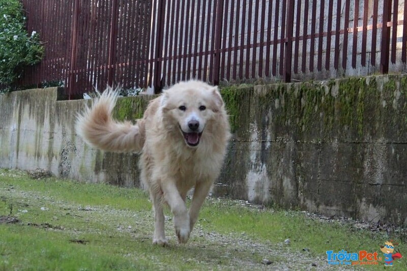 Nev Meticcio Golden Retrivier Cerca Adozione - Foto n. 2