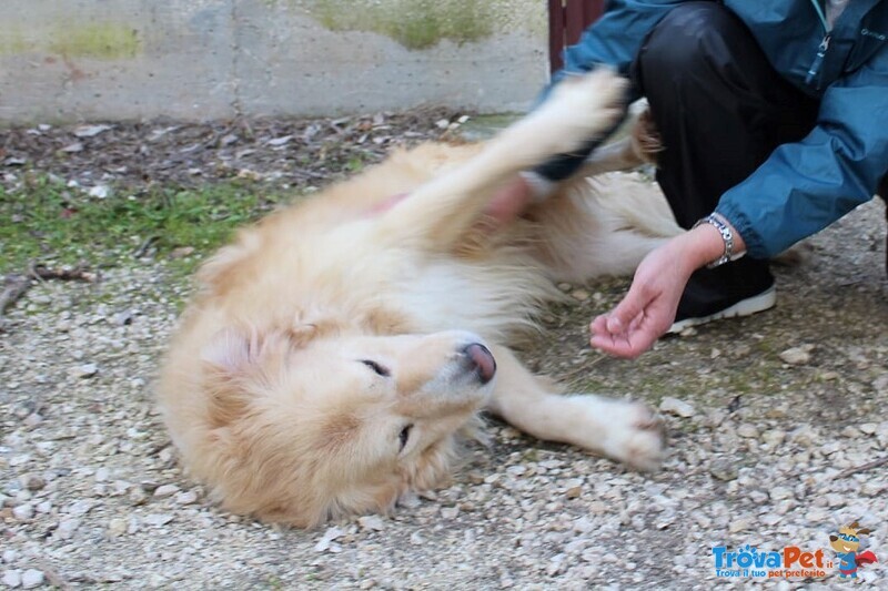 Nev Meticcio Golden Retrivier Cerca Adozione - Foto n. 3