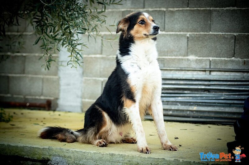 Ares Meticcio Border Collie Meraviglioso - Foto n. 1