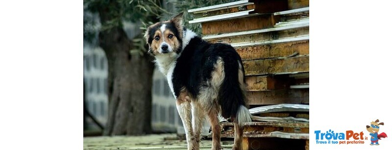 Ares Meticcio Border Collie Meraviglioso - Foto n. 3