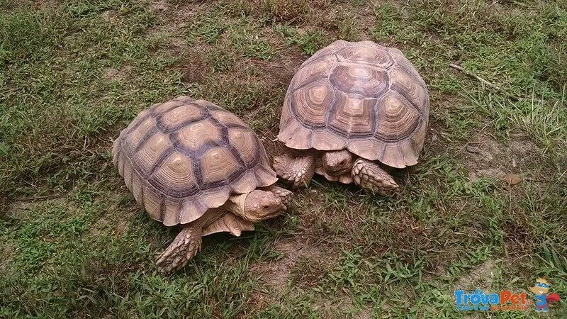 Coppia di Tartarughe Sulcata Disponibili per Reinserimento - Foto n. 2