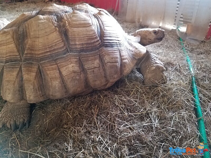 Un paio di Tartarughe Sulcata Maturate per L'adozione - Foto n. 2