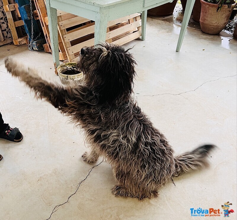 Regalo cane Pastore Bergamasco - Foto n. 1