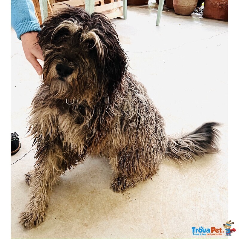 Regalo cane Pastore Bergamasco - Foto n. 2