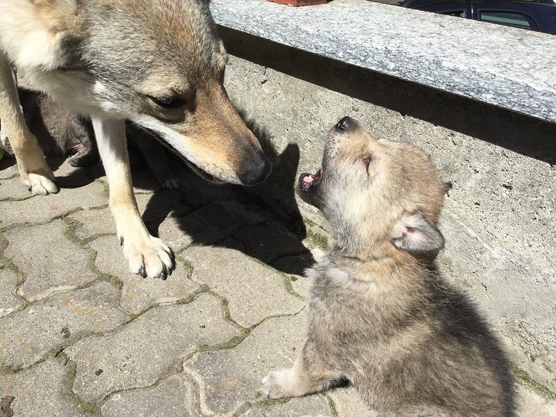 Disponibili 4 Cuccioli Maschi - Foto n. 3