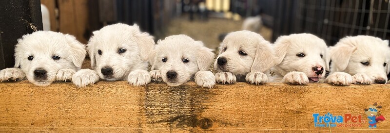 Cuccioli Pastore Maremmano Abruzzese - Foto n. 1