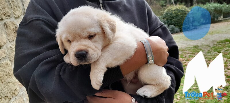 Cuccioli Labrador - Foto n. 3