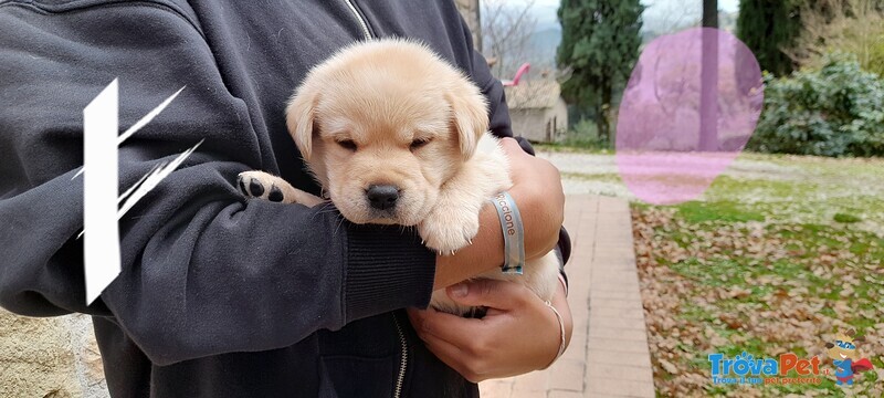 Cuccioli Labrador - Foto n. 5