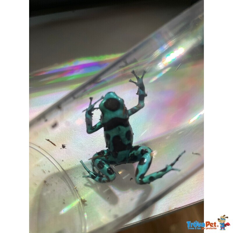 Dendrobates Auratus - Foto n. 1