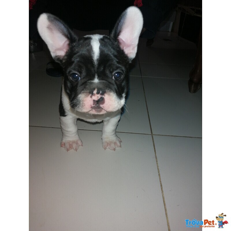 Cuccioli Bulldog Francese - Foto n. 7