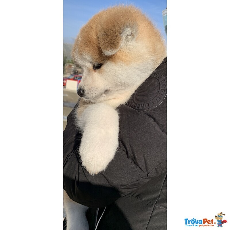 Cucciolo di Akita inu Fulvo - Foto n. 1