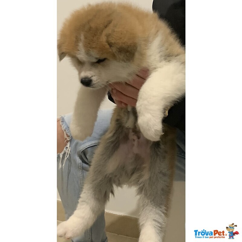 Cucciolo di Akita inu Fulvo - Foto n. 2