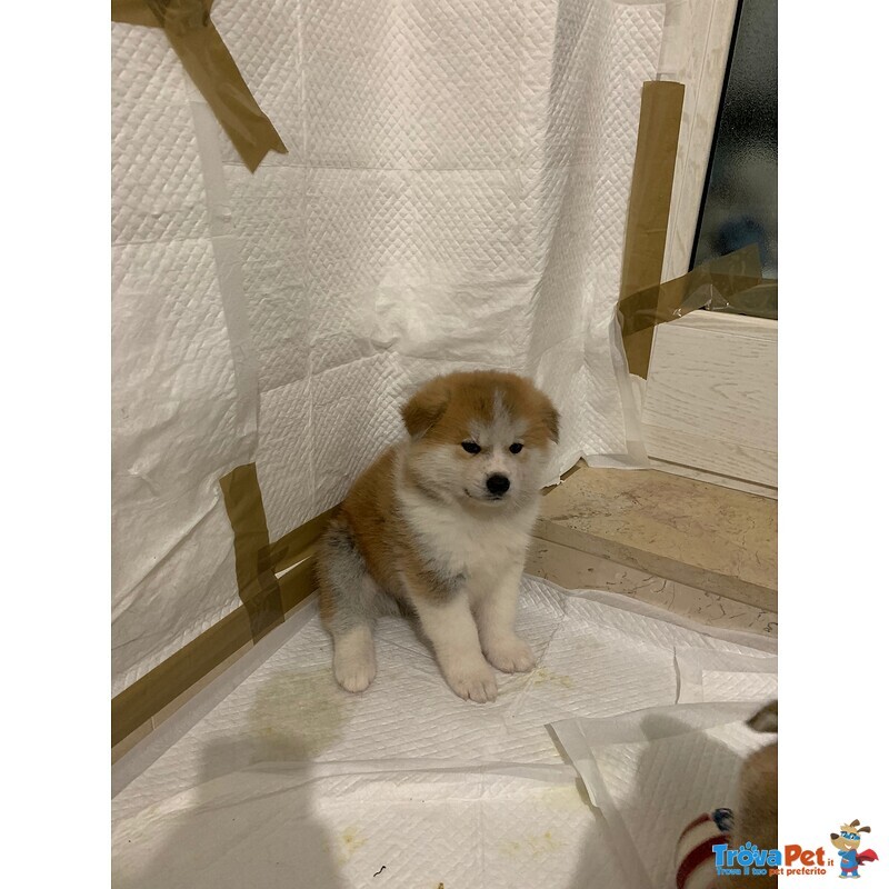 Cucciolo di Akita inu Fulvo - Foto n. 3