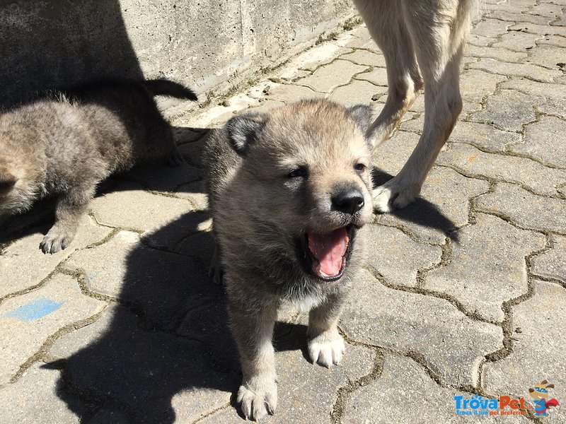 Disponibili 4 Cuccioli Maschi - Foto n. 7