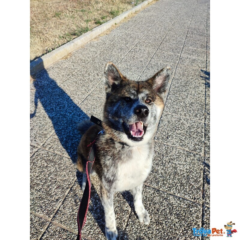 Cucciolo di Akita inu Fulvo - Foto n. 7