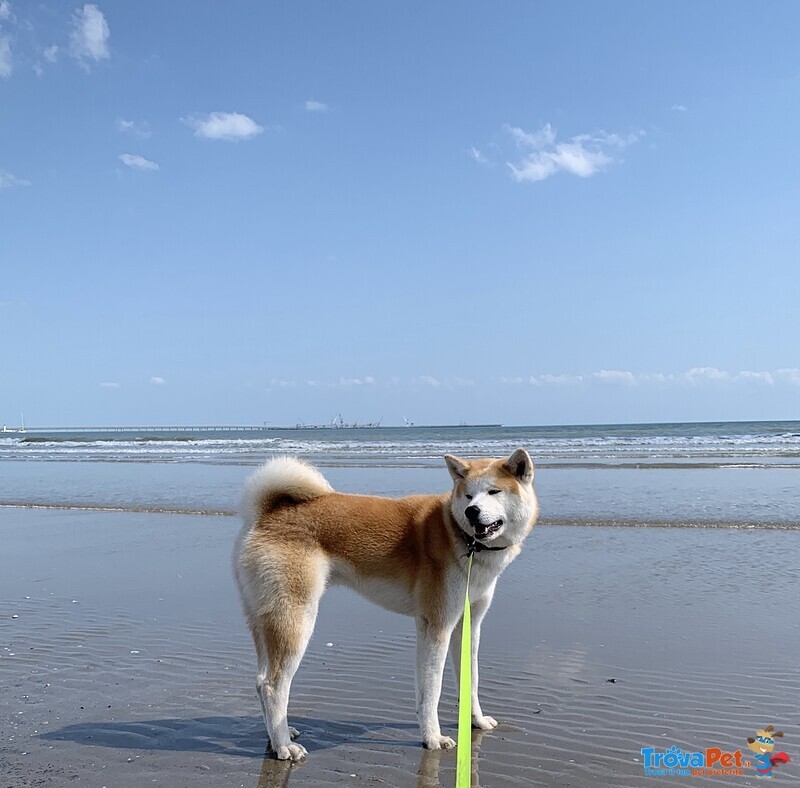 Cucciolo di Akita inu Fulvo - Foto n. 8