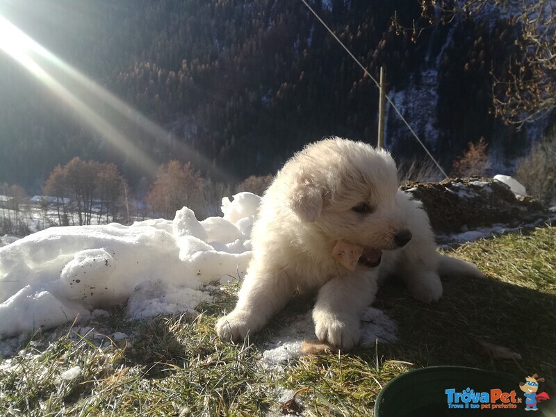 Due Cuccioli Disponibili - Foto n. 3