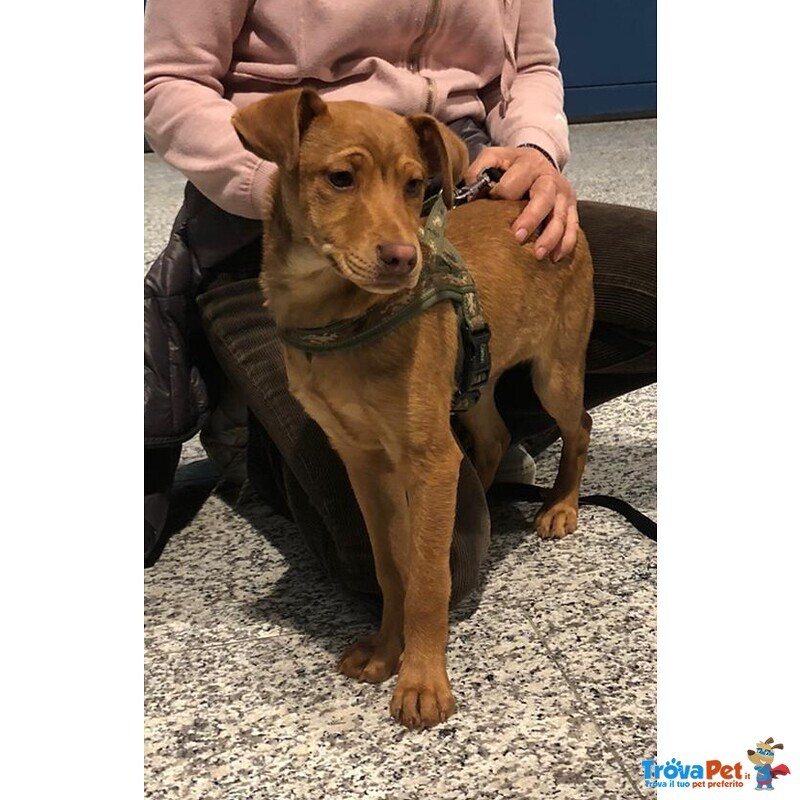 Benji, Cucciolino Super Coccolone Aspetta una Famiglia - Foto n. 3