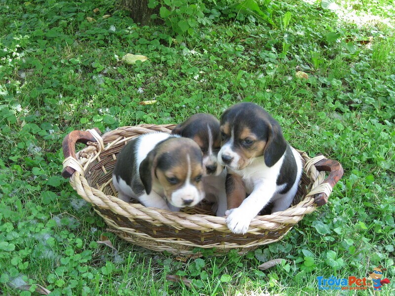 Stupendi Cuccioli Beagle - Foto n. 2