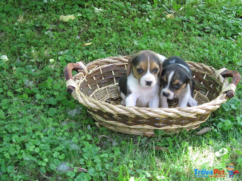 Stupendi Cuccioli Beagle - Foto n. 3