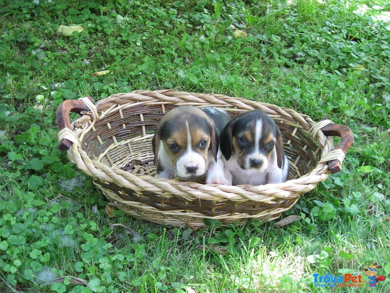 Stupendi Cuccioli Beagle - Foto n. 4