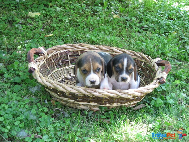 Pet Pals Vivid Arts - Statuetta Decorativa Cucciolo Di Beagle In Resina, Marrone E Bianco, 16 X 15 X 11 Cm
