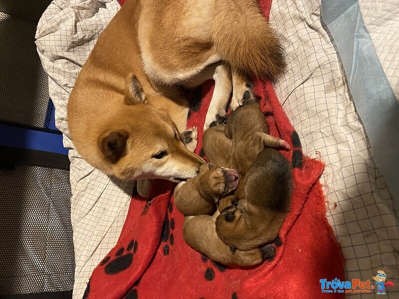 Cuccioli Shiba inu Pedigree Enci - Foto n. 1